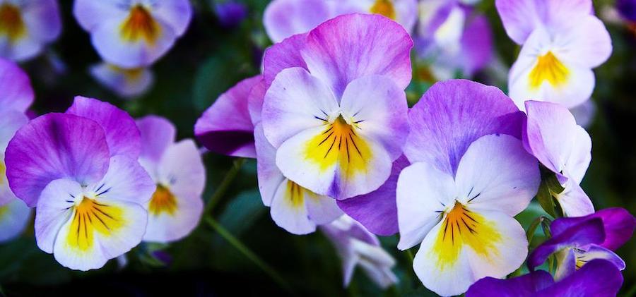 Pansies, Flowers, Purple, Purple Flowers, Purple Petals