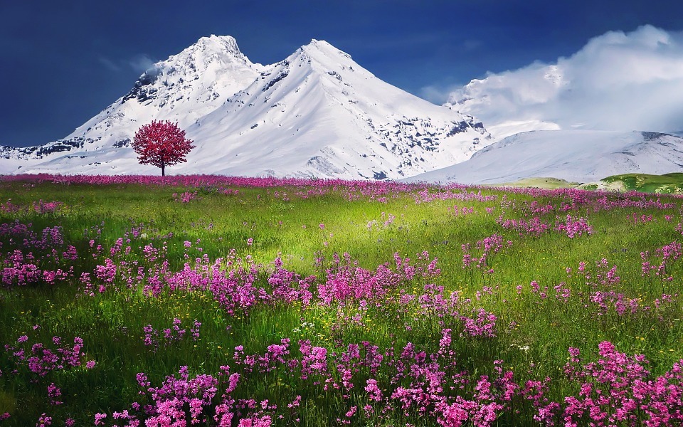 Mountains, Alps, Meadow, Purple Flowers, Snow Mountains