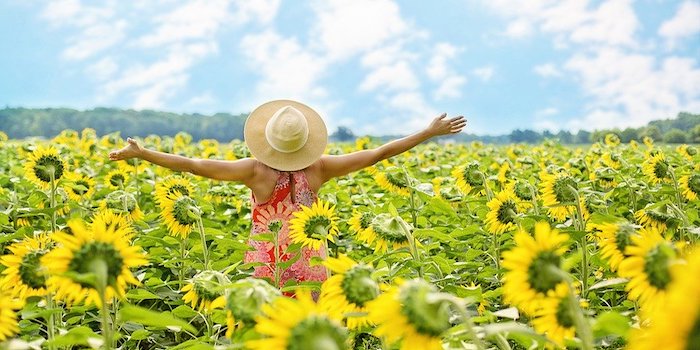 Sunflowers, Field, Woman, Yellow, Summer, Blossoms