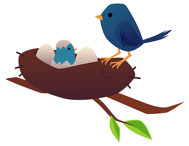 Mother bird takes care of her chick in nest flat vector illustration isolated. Mother bird takes care of her chick in nest, flat cartoon vector illustration isolated on white background. Adorable cute family of birds sitting in nest. Animal stock vector