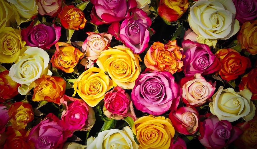 Roses, Bouquet Of Roses, Bouquet, Flowers, Colorful