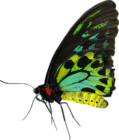 A close up of a butterfly Description automatically generated