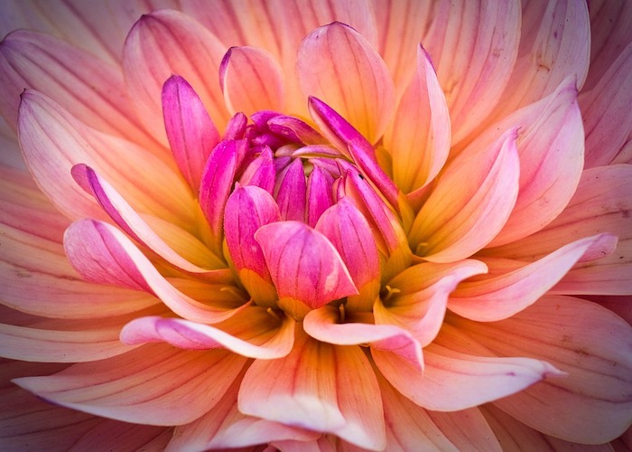 Free photos of Dahlia