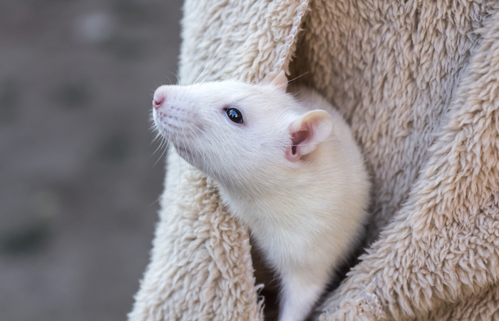 a tame white rat peeks out of a jacket pocket a tame white rat peeks out of a jacket pocket. Rat Stock Photo