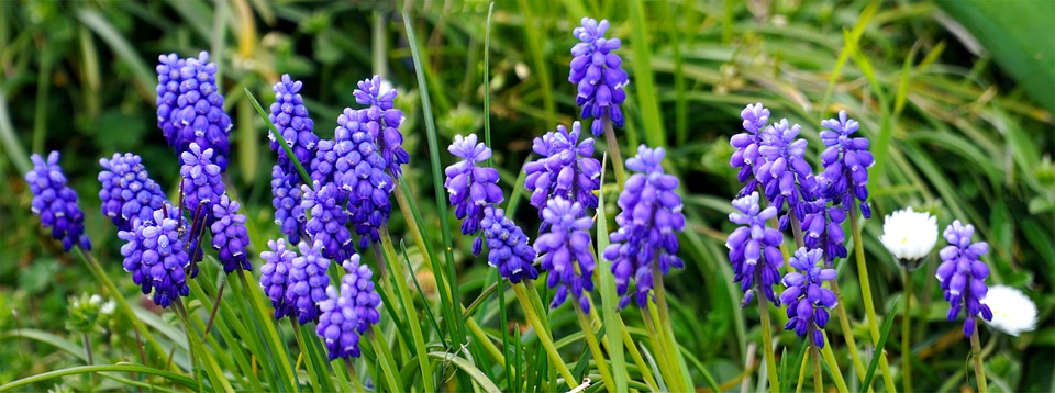 Grape Hyacinths, Flower, Blue, Blossom, Bloom