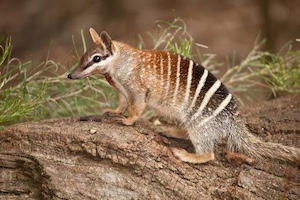 Australian wildlife image