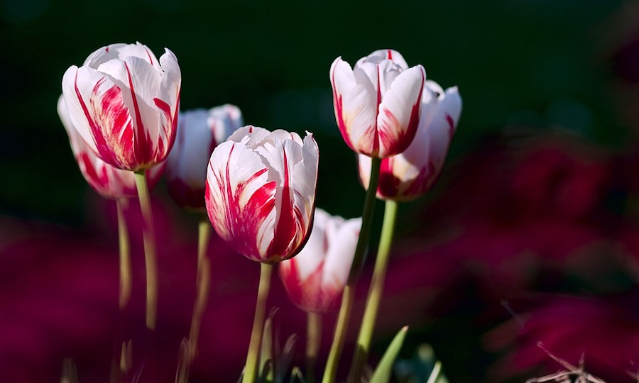 Flowers, Tulips, Garden, Bloom, Blossom