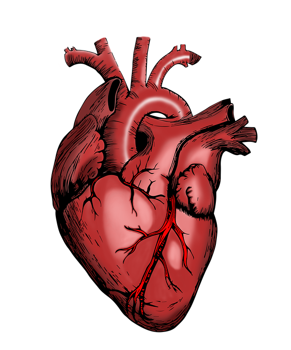 From the Patient's Perspective: How to Protect Your Heart? - Home