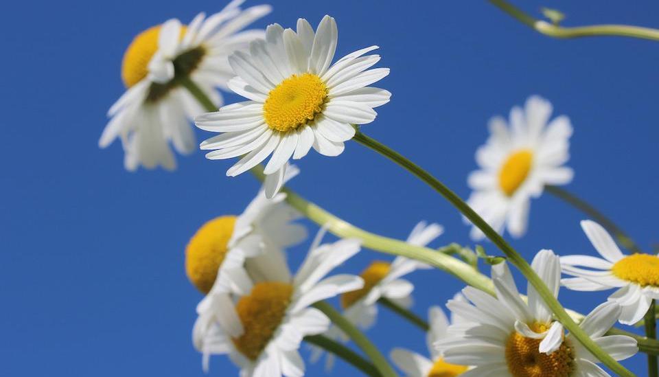 Free photos of Daisies