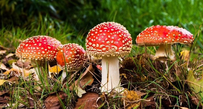 Free Fly Agaric Mushrooms photo and picture