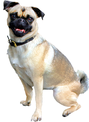 Free isolated dog breed pug illustration