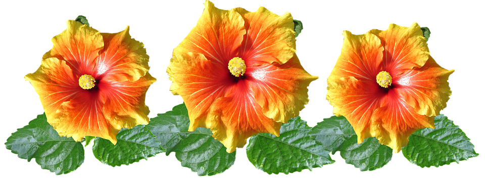 Free photos of Hibiscus