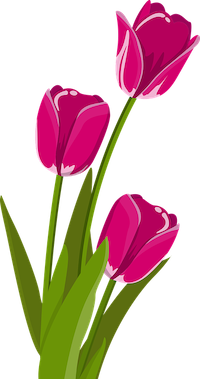 Free tulips flowers flower wallpaper illustration