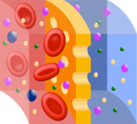 Close-up of peritoneum showing permeability