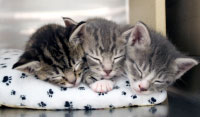 Kittens sleeping