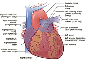 LVH: Heading Off a Common Heart Problem - Home Dialysis Central