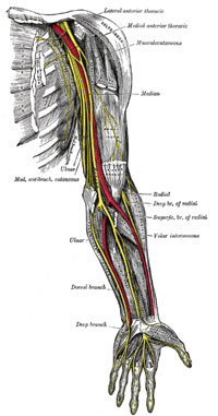 Nerves (from Grey's Anatomy)