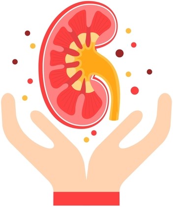 kidney transplant clipart