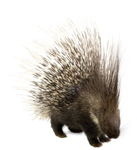 Porcupine