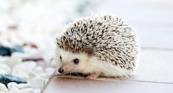 Overcoming Needle Fear eclass image